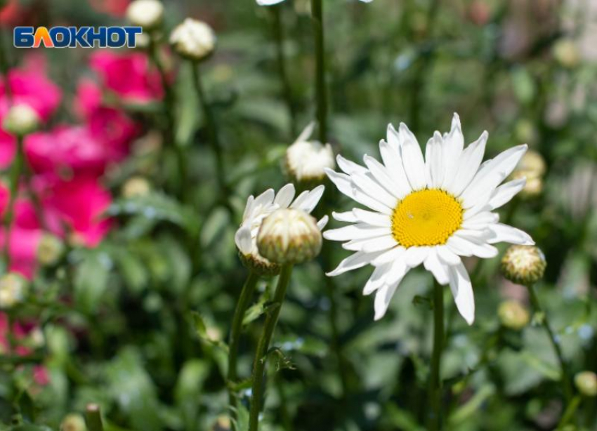 Цены на букеты в Ставропольском крае: сколько тратят на цветы к 1 сентября