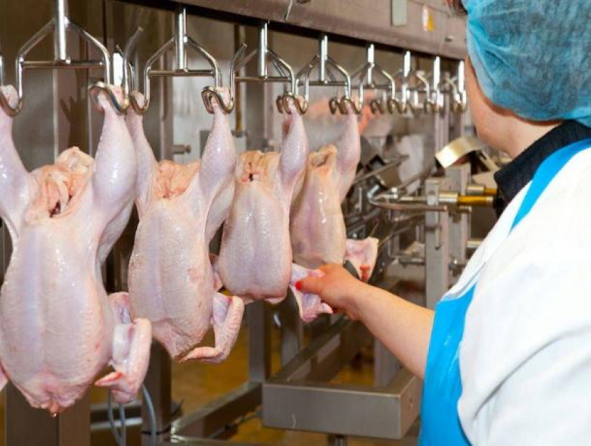 Ставропольское мясо птицы экспортируется в 35 стран мира 