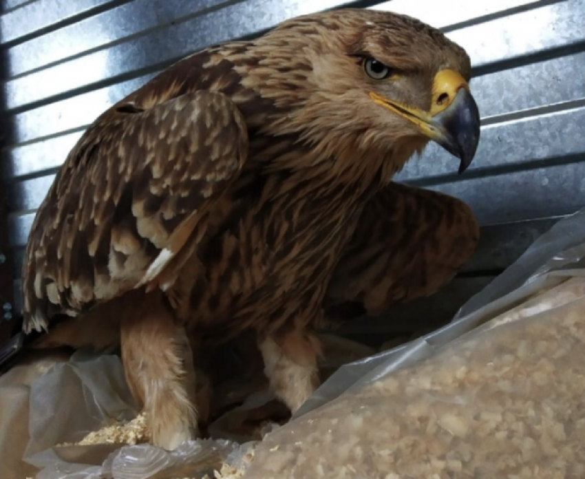 Браконьеры подстрелили орла из Красной книги в Будённовске