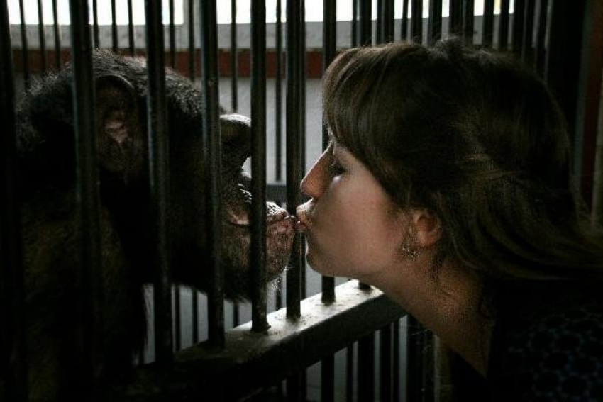 По факту гибели шимпанзе Малевича в ставропольском зоопарке возбуждено уголовное дело