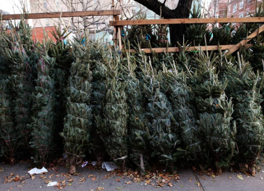 Количество елочных базаров в Ставрополе сократилось вдвое из-за низкого спроса на живые деревья 