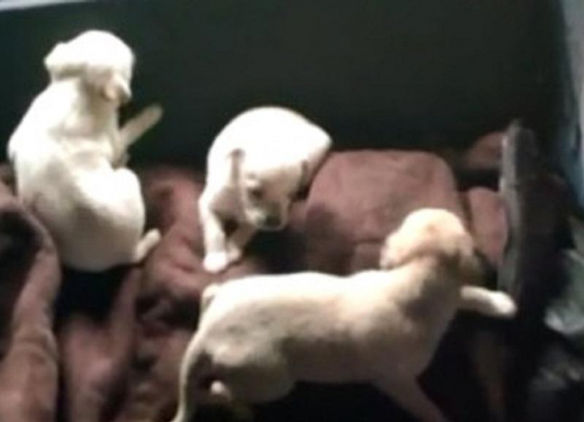 Ставропольчанку, которая разводила собак у себя дома, госпитализировали из-за укусов 