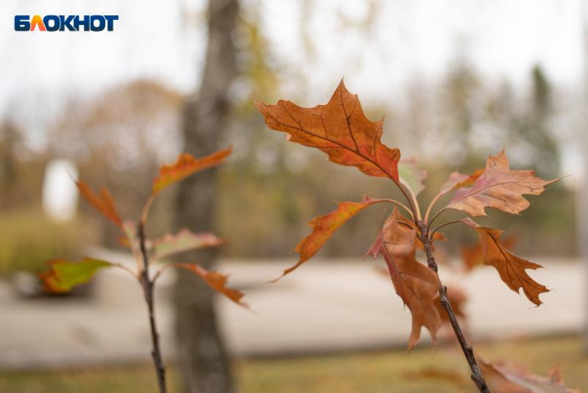 Ветер и падение температуры до 0 градусов: какая погода будет на Ставрополье 30 ноября
