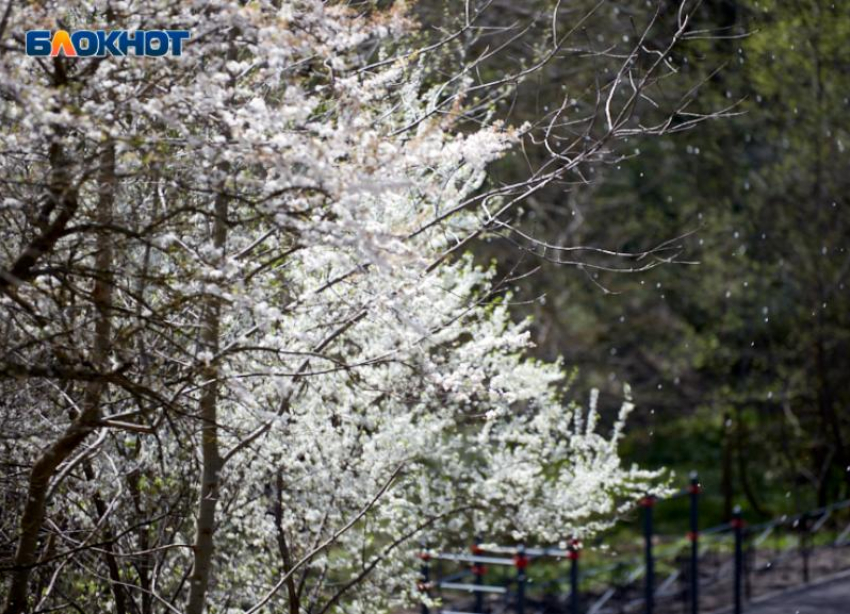 Погода поздравит ставропольцев с 1 мая 24-градусным теплом 