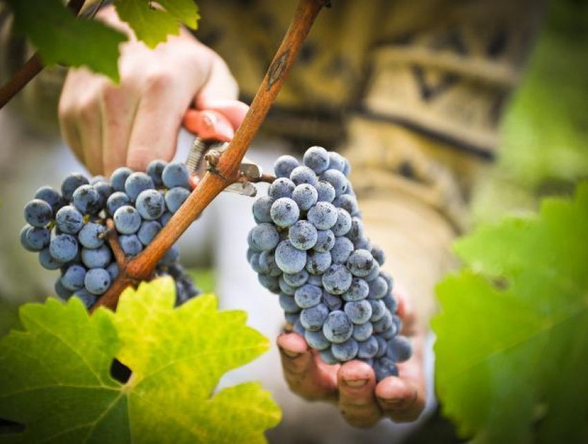 Ставрополье может войти в число лучших винодельческих регионов мира 