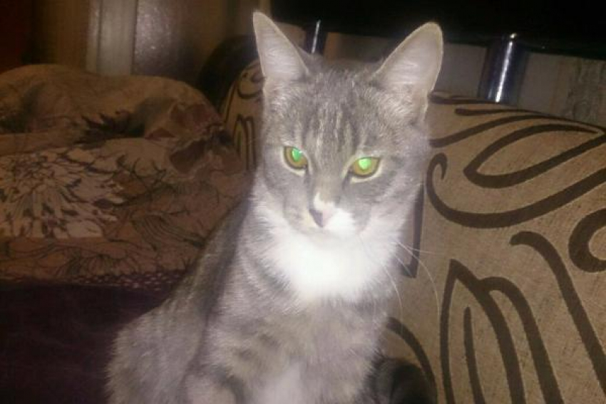 В Пятигорске неизвестный живодер застрелил домашнего кота