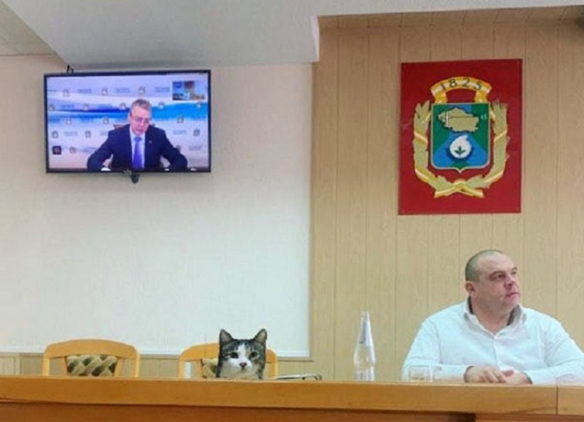 Кошки и собаки смогут вскоре заменить представителей власти на Ставрополье