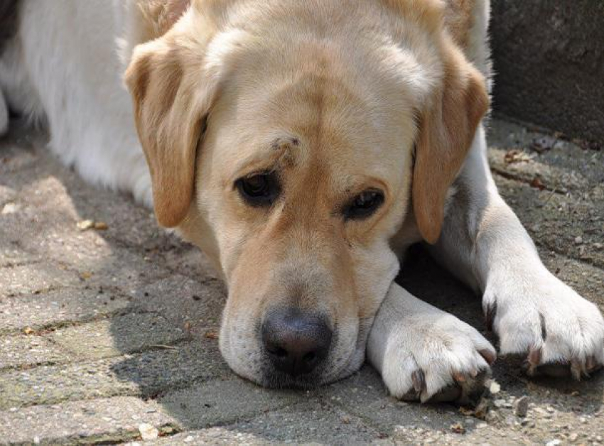 Провалившуюся в холодный коллектор собаку спасли на Ставрополье