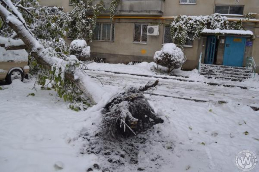 Первый снег повалил деревья на автомобили в Железноводске