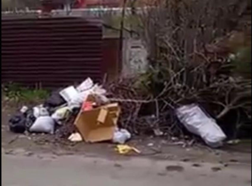 Крысы и собаки растаскивают по улице 3-месячный мусор в Ставрополе