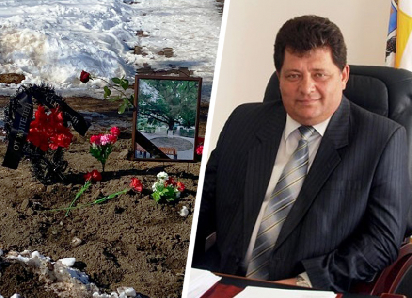 Жители станицы Курской похоронили дуб, срубленный мэром