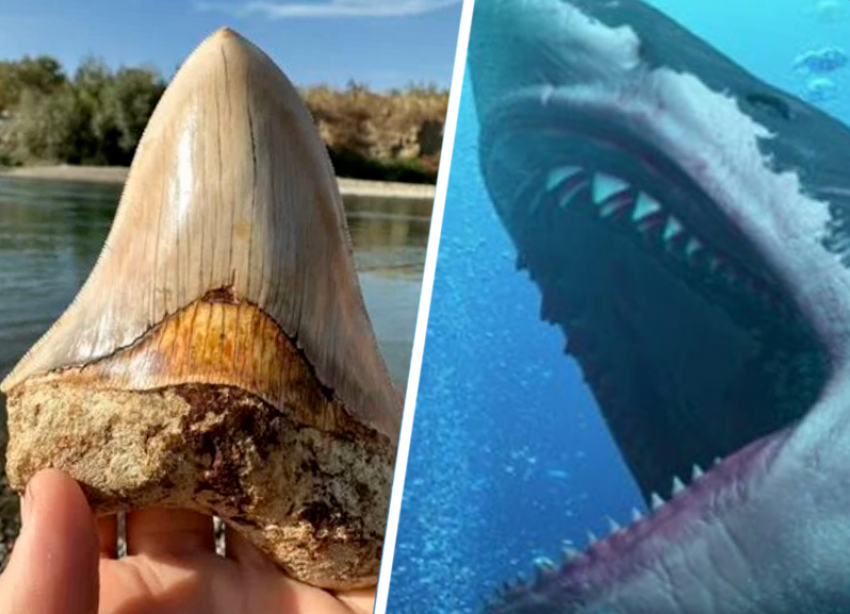 Зуб вымершего миллионы лет назад мегалодона продают в Невинномысске