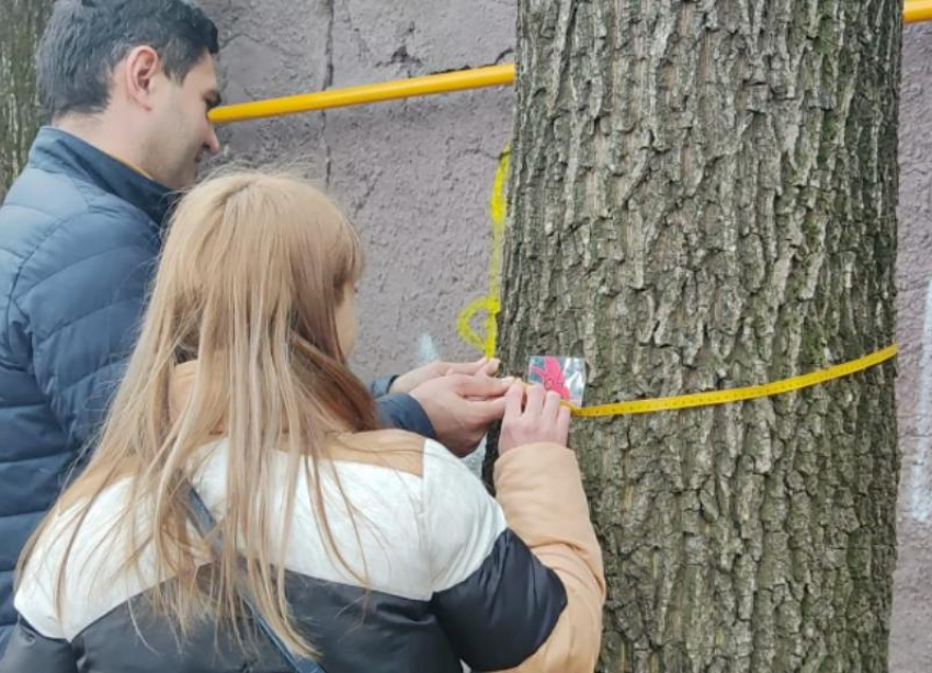 Спилившему деревья в Дубовой Роще Ставрополя грозит крупный штраф 