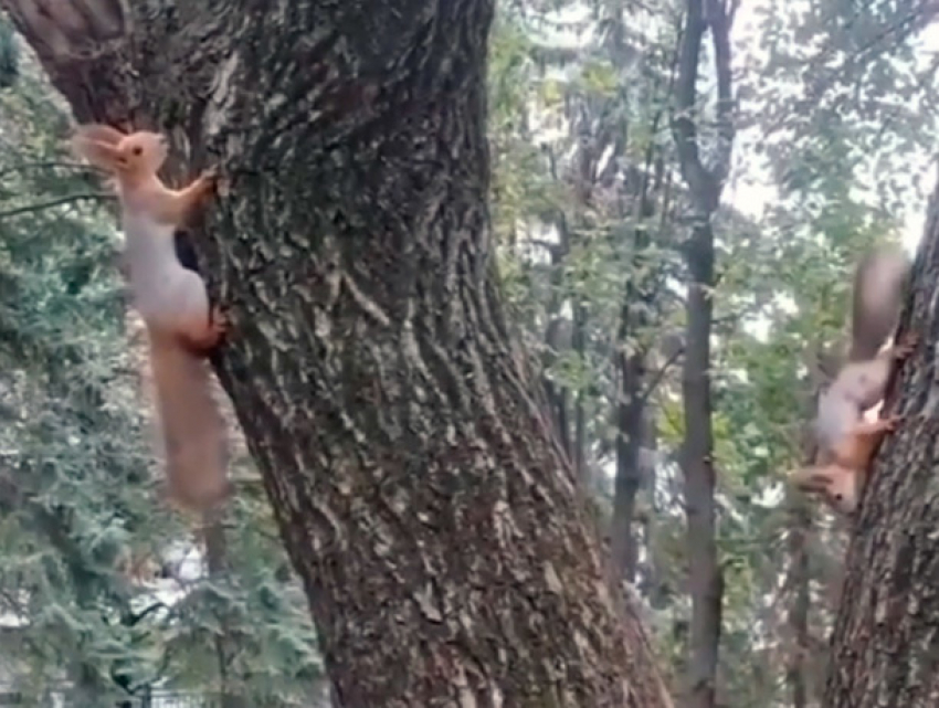 Весёлые игры шустрых белок попали на видео на Ставрополье