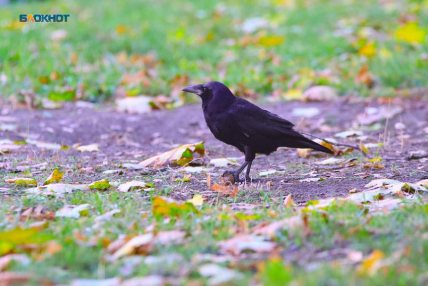 Животных на Ставрополье защитили от ядохимикатов и смерти в электрощитах