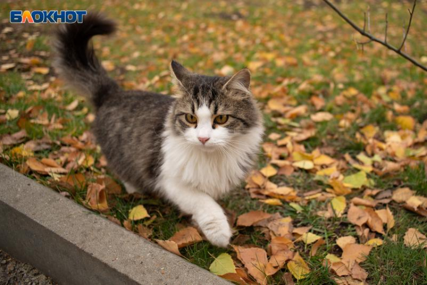 Ноябрь забыл, что он поздняя осень: на Ставрополье задержалась летняя погода до +21 градуса