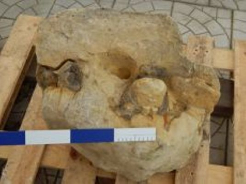 Останки древнего кита нашли на Ставрополье
