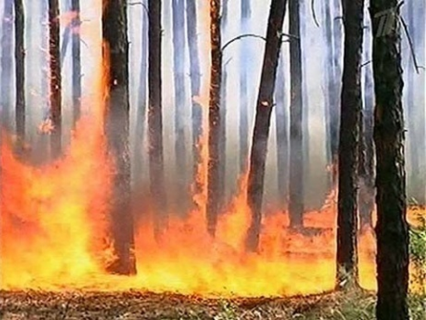 Пожары Ставрополья уничтожили 500 га лесов