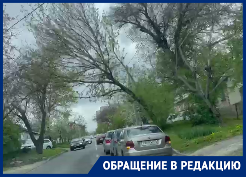 Опасные деревья в центре Ставрополя встревожили автомобилистов