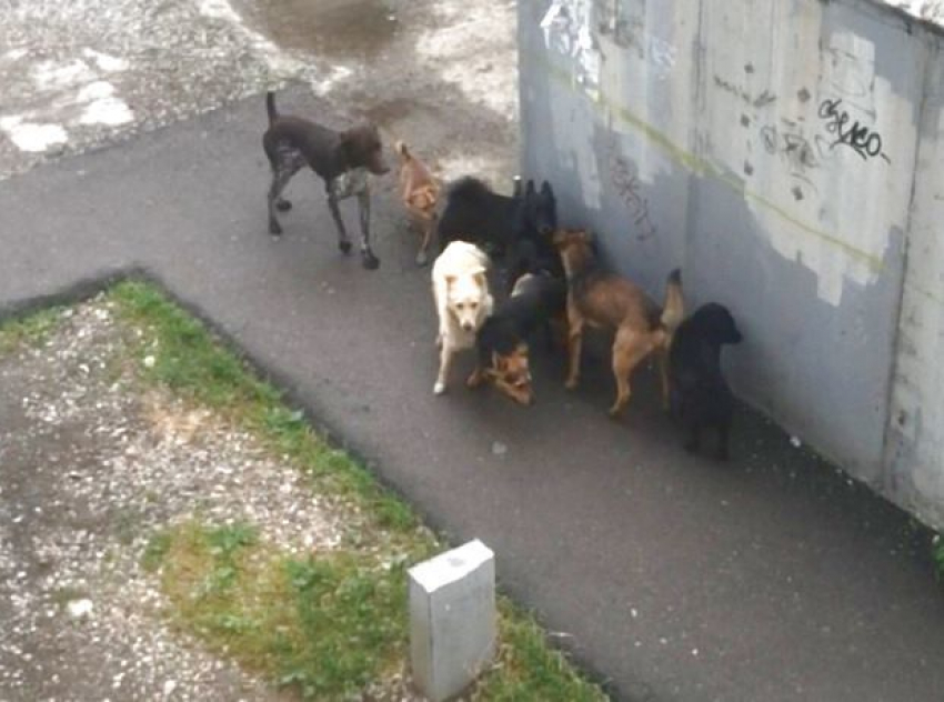 Стая бродячих собак лишила сна и покоя жителей целой улицы в Пятигорске