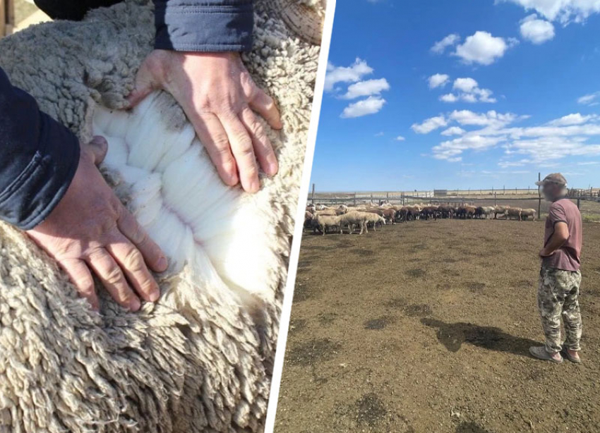 Ставропольский предприниматель на выдуманных овцах увел из бюджета более 3 миллионов рублей 