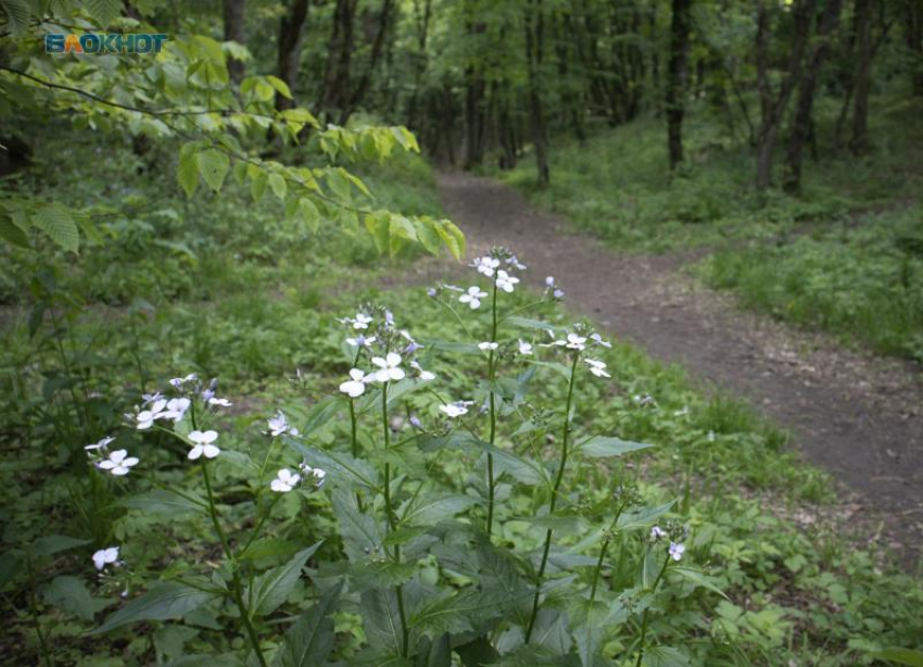 Публикуем погоду в Ставрополе на понедельник: дождь, туман и +13 градусов тоски