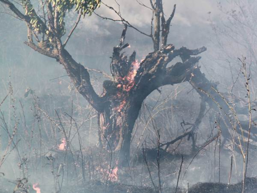Пожар на Ставрополье едва не уничтожил Арзгирский лес
