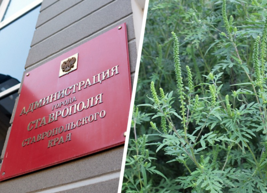 Мэрия Ставрополя признала бессилие в борьбе с амброзией