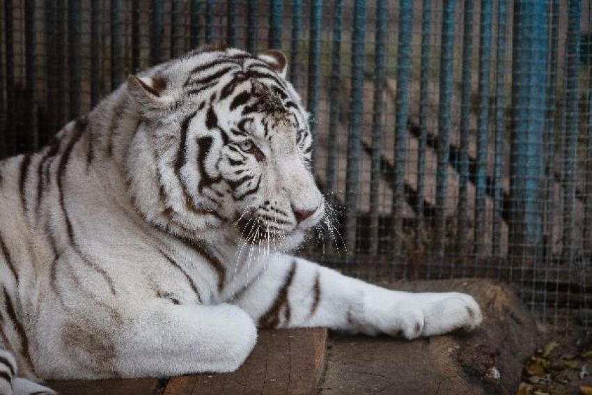 Белоснежный бенгальский тигр поселился в ставропольском зоопарке