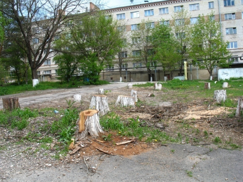 В Пятигорске поставят на учет все городские деревья