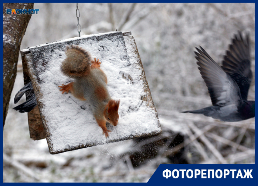 Белочка пришла: как флора и фауна Ставрополя преображается зимой