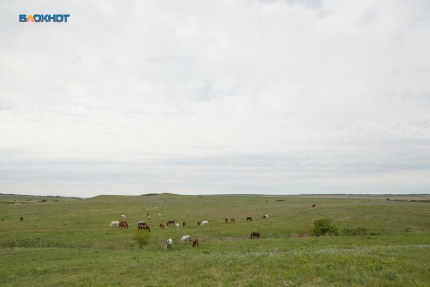 Карантин по бруцеллезу ввели в двух округах Ставрополья с 26 марта