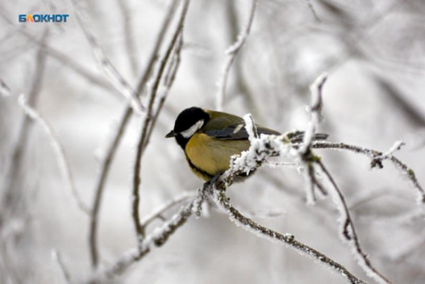 Жителей Ставрополья ждут морозы до -9 градусов и гололедица 17 декабря 