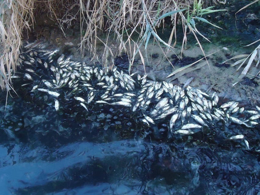 На Ставрополье спиртзавод загрязняет воду в Куме