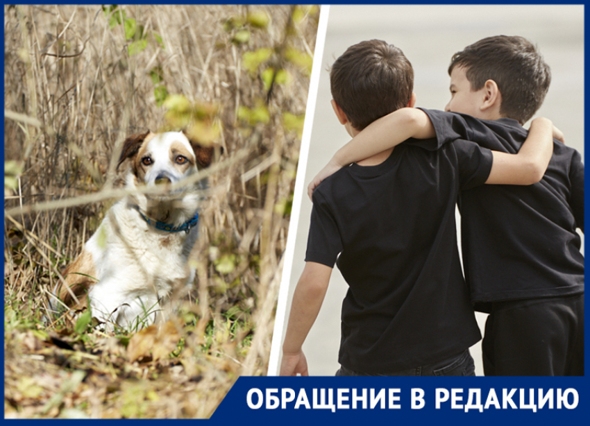 В Зеленокумске 10-летний школьник защитил малыша от агрессивных собак