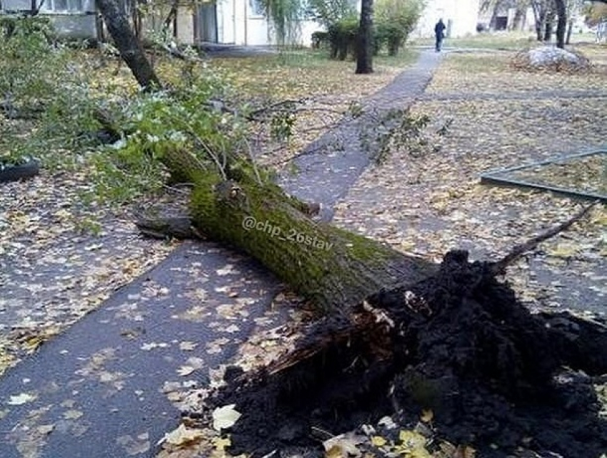 Старое дерево рухнуло на тротуар в жилом дворе Ставрополя 