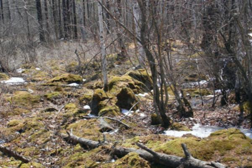 В лесу юго-западного района Ставрополя обнаружили мертвого мужчину
