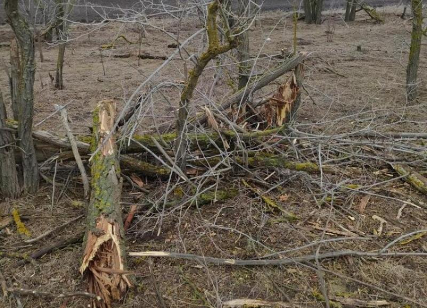 В Ипатовском горокруге двое мужчин повредили 24 дерева белой акации
