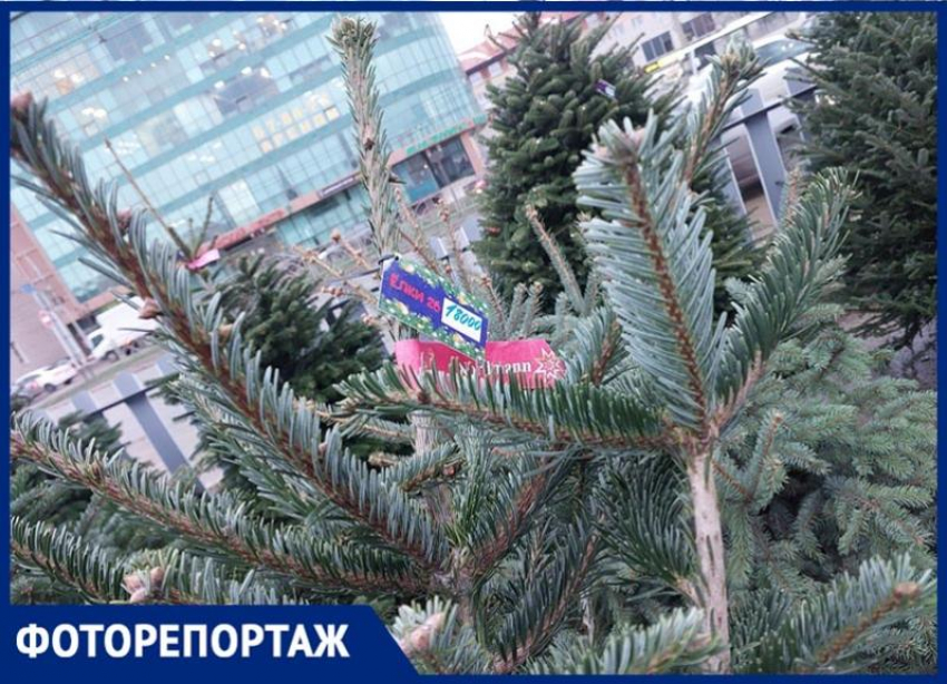 От 1 000 до 35 000 рублей начали продавать новогодние деревья на елочных базарах в Ставрополе 