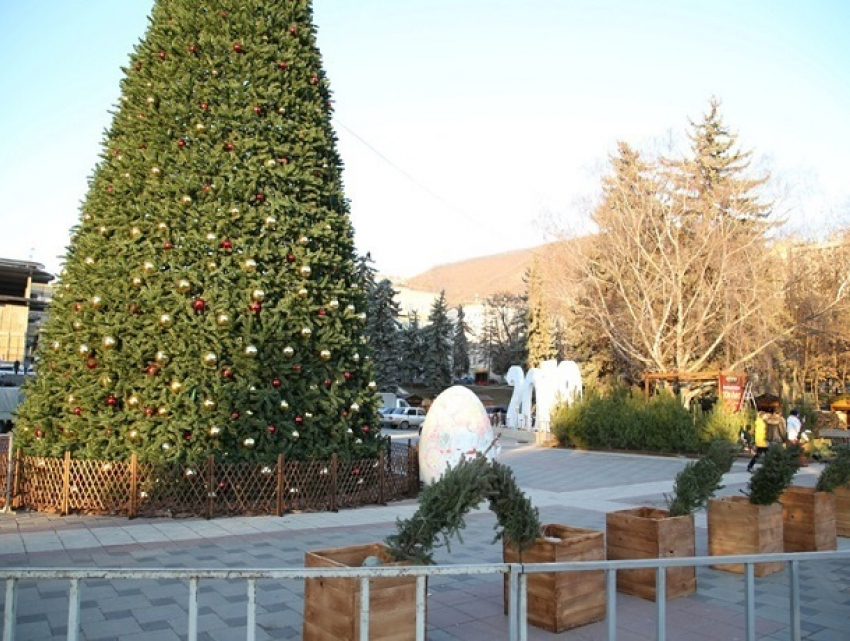 180 живых елок установят на главной площади в Пятигорске 