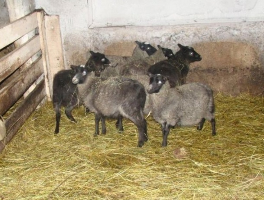 Шесть овец похитили и увезли на «легковушке» двое мужчин на Ставрополье 