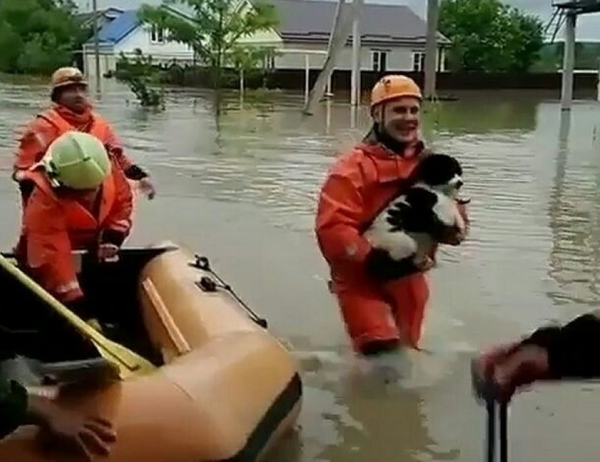 Трогательное спасение собаки в затопленном селе на Ставрополье попало на видео