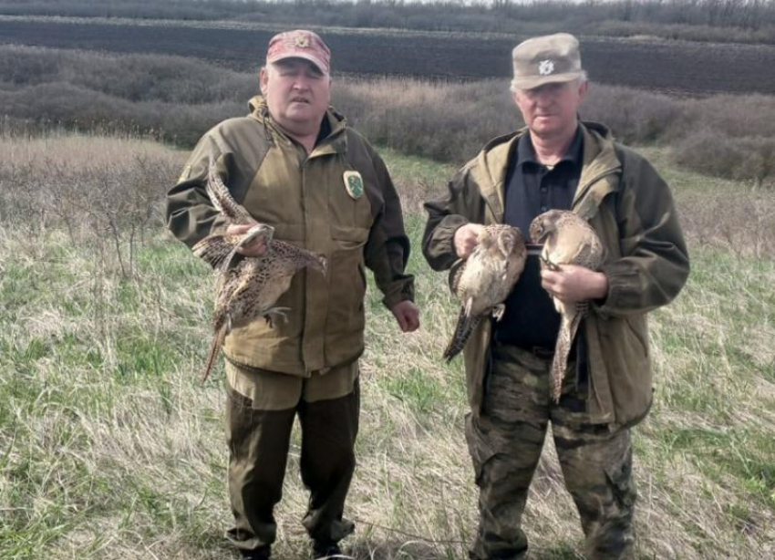 Выпуск 50 фазанов произвели в охотничьем хозяйстве на Ставрополье 