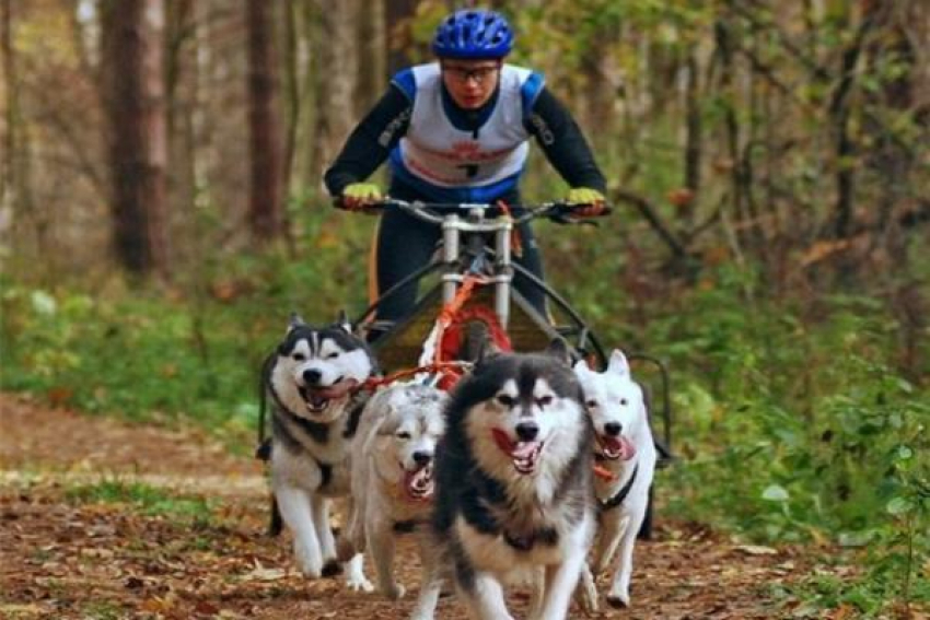 Хаски и овчарок запрягали в велосипед на соревновании ездовых собак в Ставрополе