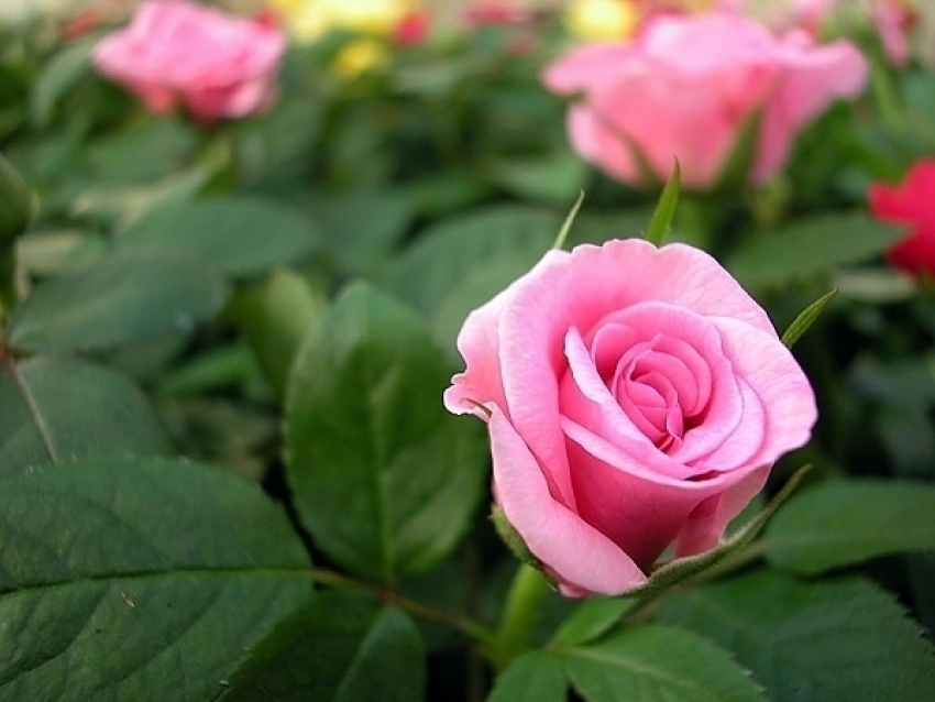 В Кисловодске высадили тысячу роз