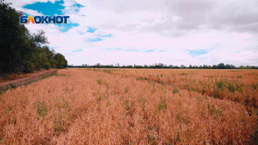 Мужчина пытался сжечь поля лупой на арматуре в Ставропольском крае