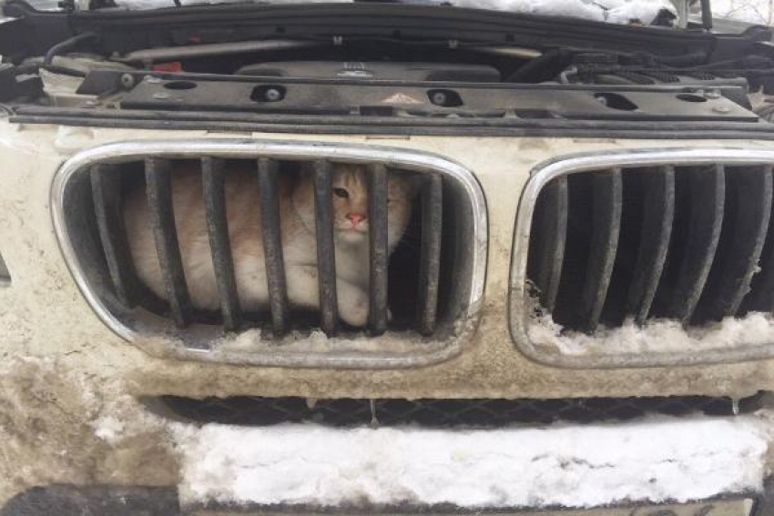 Замёрзнувший из-за снегопада и ветра кот залез на радиатор BMW