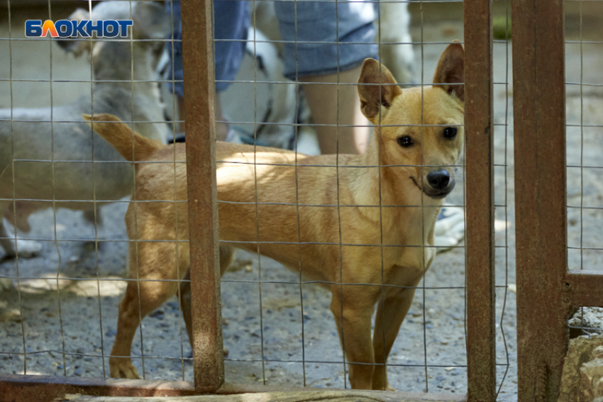 Неизвестные напали на работников отлова собак и пытались поджечь их машину в Ессентуках