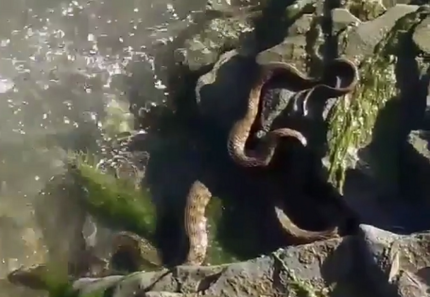Огромную змею на берегу реки обнаружил житель Ставрополья