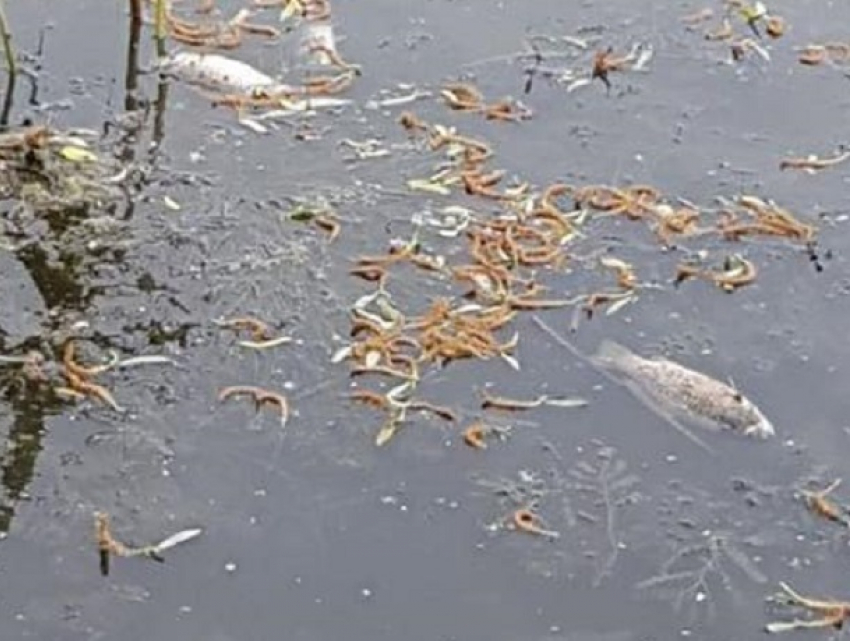 Массовая гибель рыбы под Михайловском встревожила местных жителей 